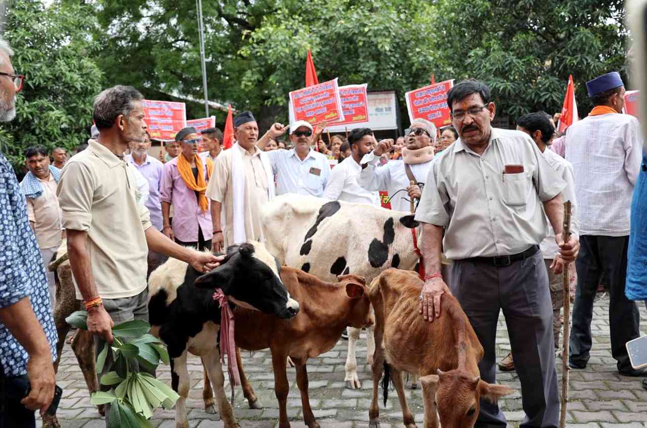 Govt is Responsible for Stray Cattle Menace! | Liberation Central Organ of  CPIML