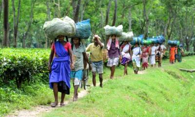 Simmering Discontent Among Bengal Tea Workers