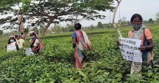 Asom Sangrami Chah Sramik Sangha (ASCSS) Assam Tea Workers